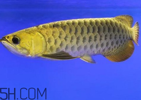 金龍魚是怎么繁殖？養金龍魚有什么講究