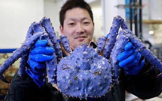 藍色梭子蟹可以吃嗎？梭子蟹蟹腿變藍可以吃嗎