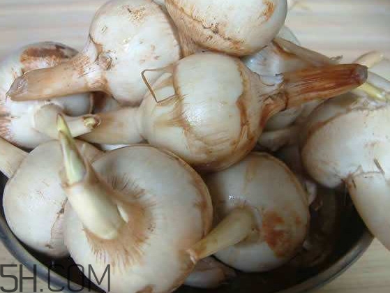 慈菇是什么？慈菇怎么吃