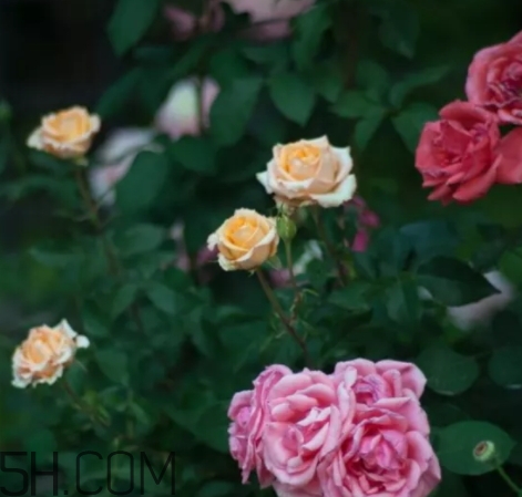 香水工坊茶玫瑰tea rose好聞嗎？tea rose香水有假貨嗎？