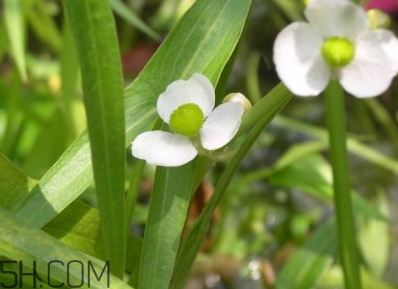 慈菇什么時候種？慈菇什么季節(jié)有