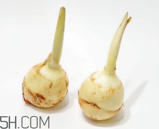 慈菇什么時候種？慈菇什么季節(jié)有