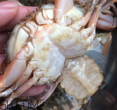 花蓋蟹和梭子蟹哪個好吃？花蓋蟹和梭子蟹區(qū)別