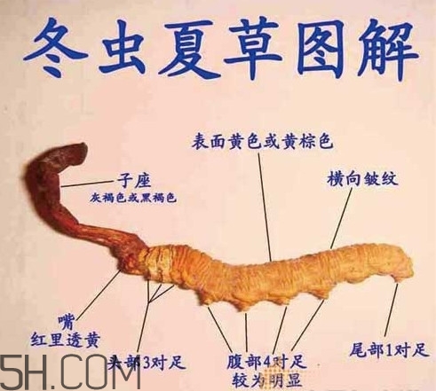 冬蟲夏草是動物還是植物？冬蟲夏草是藥食同源嗎