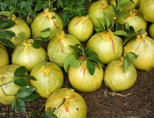文旦上火嗎？文旦種植環境條件