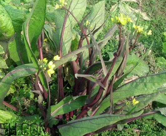 紅菜苔什么時(shí)候播種？紅菜苔什么季節(jié)才能吃