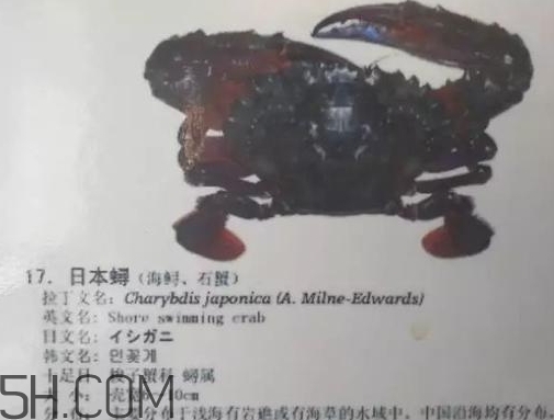 海虹蟹和梭子蟹哪個(gè)好？海虹蟹和梭子蟹的區(qū)別