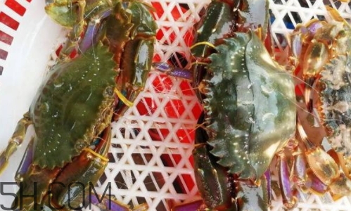 海虹蟹好吃嗎？海虹蟹多少錢一斤