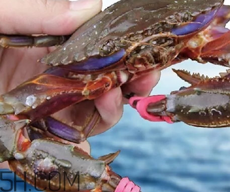 海虹蟹好吃嗎？海虹蟹多少錢一斤