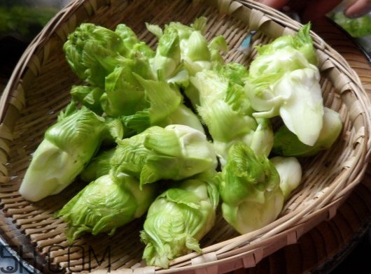 兒菜為什么叫兒菜？兒菜什么季節吃的