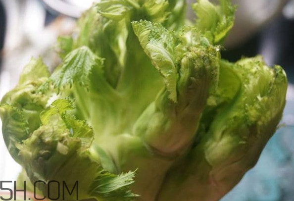 兒菜為什么叫兒菜？兒菜什么季節吃的