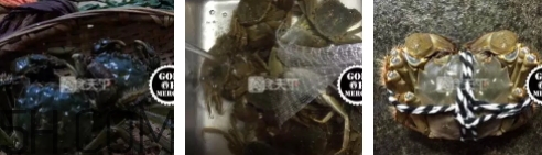 菜蟹是什么蟹？菜蟹的營養價值與功效