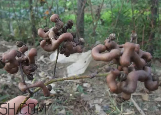 雞爪梨泡酒是喝酒還是吃果實(shí)嗎？雞爪梨的營(yíng)養(yǎng)價(jià)值