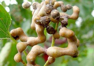 雞爪梨解酒是真的嗎？雞爪梨種下幾年能開花結果