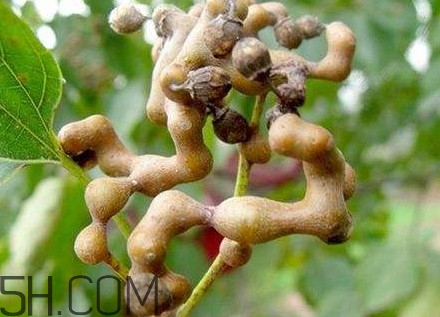 雞爪梨解酒是真的嗎？雞爪梨種下幾年能開(kāi)花結(jié)果