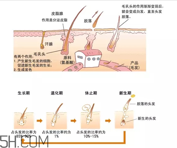 禿頂了還能長出頭發嗎？禿頂和性欲太強是不是有關