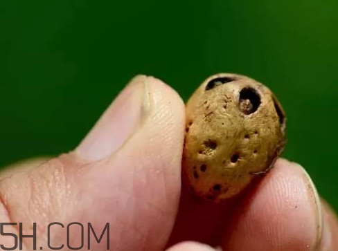 南酸棗可以泡酒嗎？南酸棗果核有什么功效