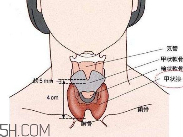 甲狀腺結節掛什么科？甲狀腺結節可以懷孕嗎
