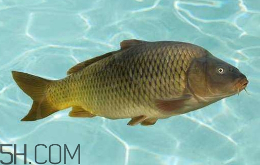 野生黃河鯉魚多少錢一斤？黃河鯉魚有幾根須
