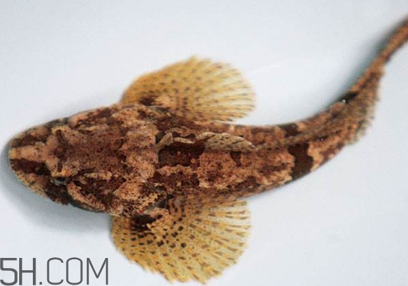 松江鱸魚產(chǎn)地在松江嗎？松江鱸魚是保護動物嗎