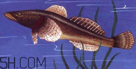 松江鱸魚多少錢一斤？松江鱸魚的松江在哪里