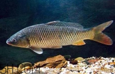 黃河鯉魚主要吃什么？黃河鯉魚和普通鯉魚的區別