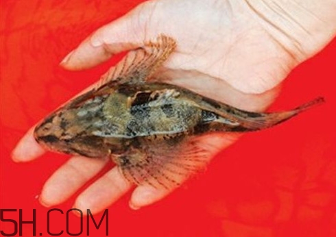 松江鱸魚哪里有？松江鱸魚什么季節吃最好
