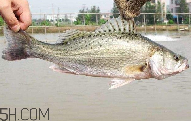 鱸魚有什么功效？鱸魚怎么養才不愛死