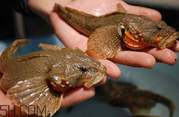 松江鱸魚多少錢一斤？松江鱸魚的松江在哪里