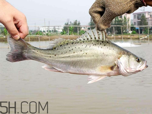 鱸魚蒸幾分鐘最好？河鱸魚和海鱸魚的區(qū)別