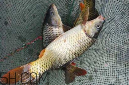 黃河鯉魚主要吃什么？黃河鯉魚和普通鯉魚的區別