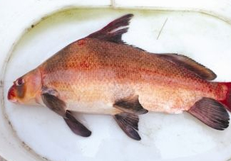 胭脂魚可以吃嗎？胭脂魚好養嗎