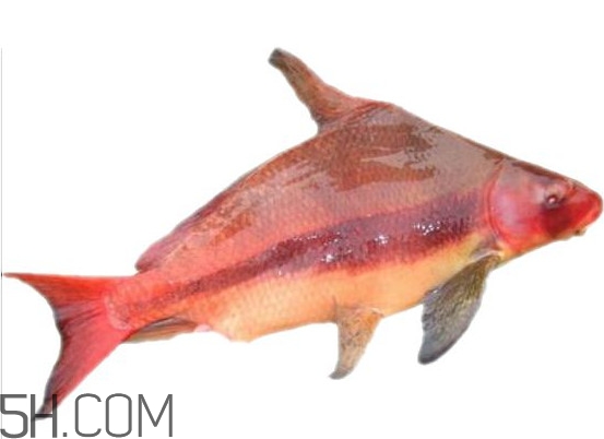 胭脂魚是什么魚？胭脂魚是保護動物嗎