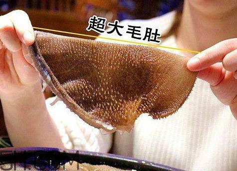 毛肚怎么保存 泡發好的毛肚怎么保存