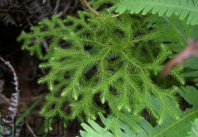 什么是伸筋草？伸筋草的功效與作用是什么？