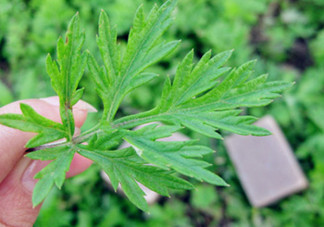 艾葉草洗澡有什么好處？怎么挑選艾葉草？