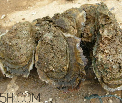 吃生蠔應該注意哪些事項？生蠔與牡蠣的區別