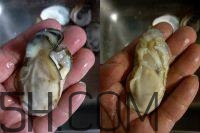 吃生蠔應該注意哪些事項？生蠔與牡蠣的區別