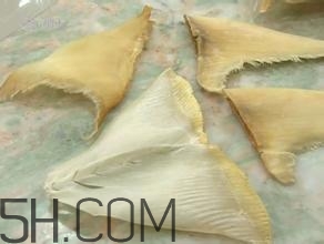 真假魚翅怎么辨別？魚翅的營養價值