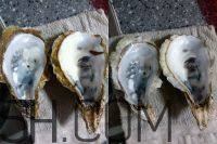 吃生蠔應該注意哪些事項？生蠔與牡蠣的區別