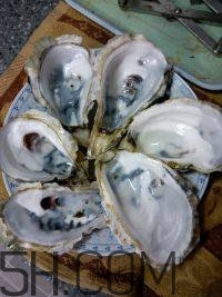 吃生蠔應該注意哪些事項？生蠔與牡蠣的區別