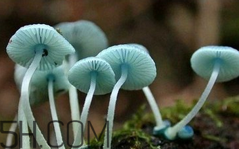 如何判斷生蠔烤熟沒有？生蠔可以和蘑菇一起吃嗎？