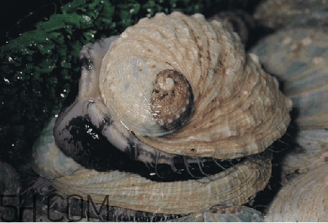 鮑魚(yú)頭數(shù)多好還是少好 鮑魚(yú)頭數(shù)怎么區(qū)分