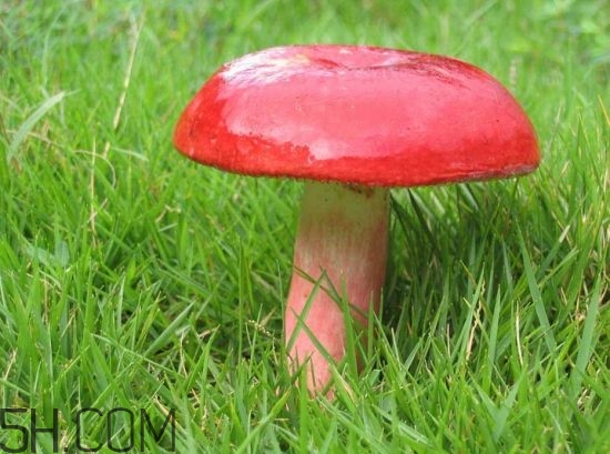 如何鑒別紅菇？紅菇的做法有哪些？