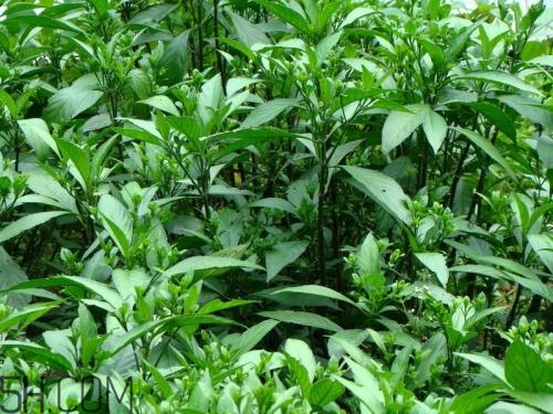 流鼻血喝板藍根有用嗎？什么樣的流鼻血適合喝板藍根？