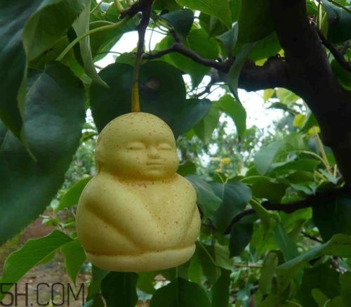 女人吃人參果有哪些好處？人參果的營養價值是什么？