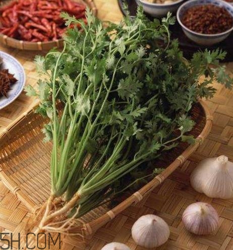 香菜根煮水能減肥嗎？香菜根煮水能天天喝嗎？