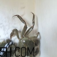 冬天可以吃大閘蟹嗎？冬天怎么吃大閘蟹？