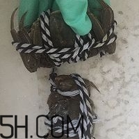 冬天可以吃大閘蟹嗎？冬天怎么吃大閘蟹？
