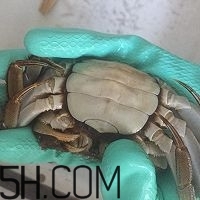 冬天可以吃大閘蟹嗎？冬天怎么吃大閘蟹？